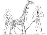 Giraffe, brought as tribute to Thothmes III